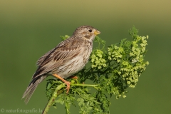 91 Grauammer - Emberiza calandra